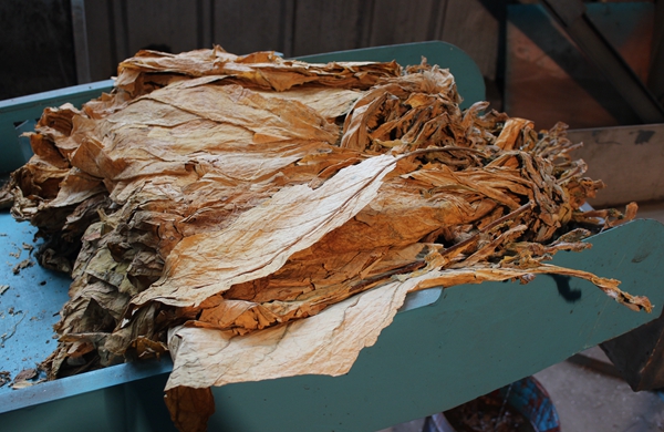 Tobacco Threshing Machine